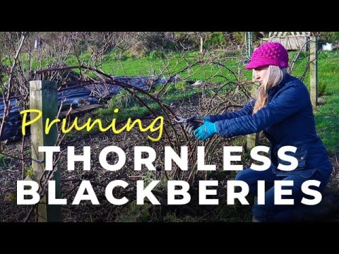 thornless