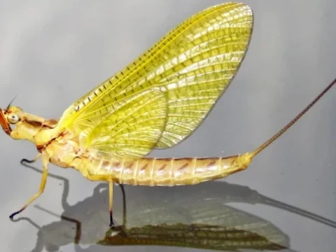 mayfly