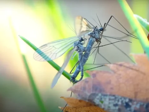 cranefly