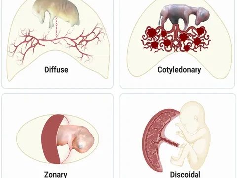 zonary