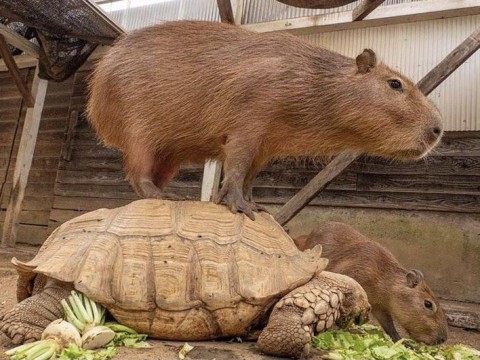 Hydrochoerus