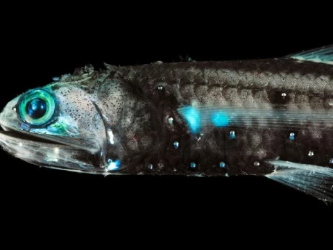 lanternfish