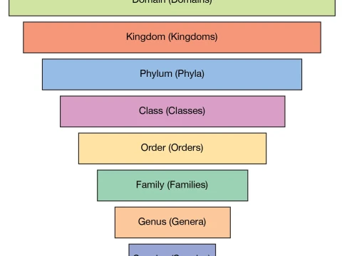 genera