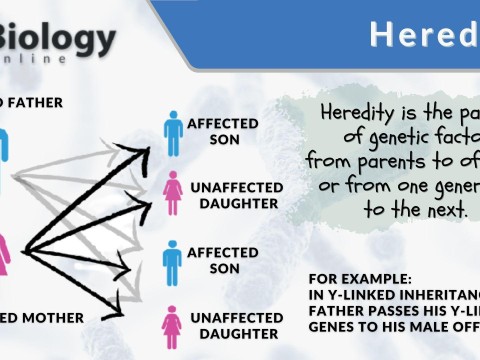 heritable