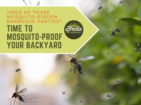 mosquito-ridden