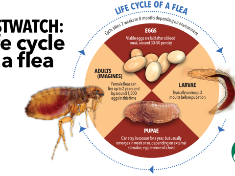 flea-infested