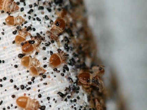 infested