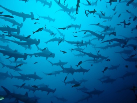 shark-infested