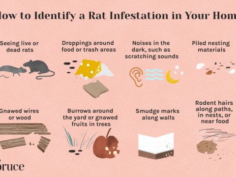 rat-infested
