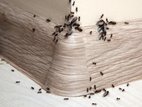 insect-infested