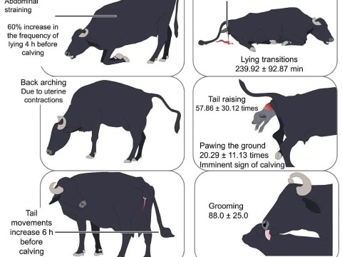 calving