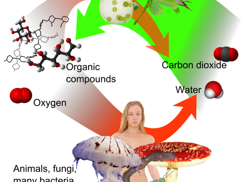 carbonous