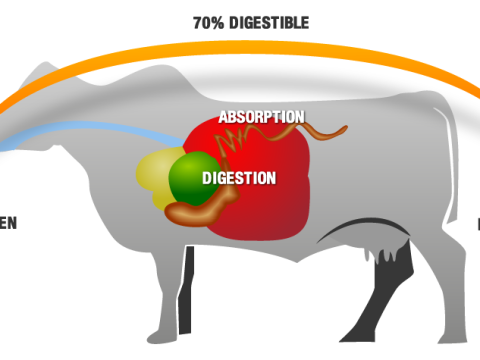 digestibility