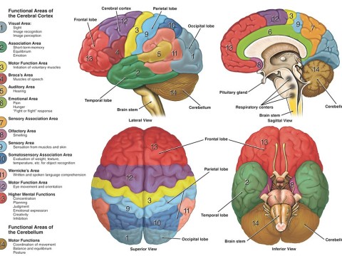 neuroanatomy