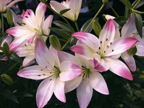 lilylike