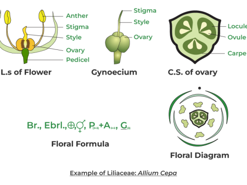 liliaceae