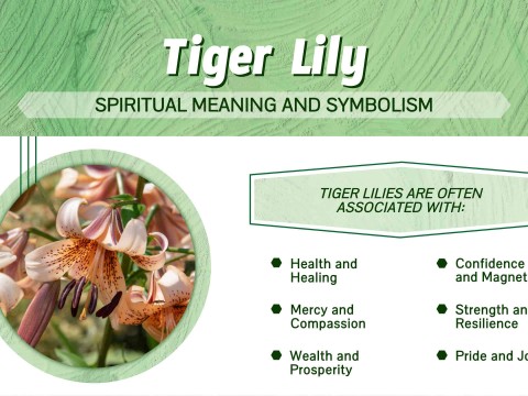 lilium