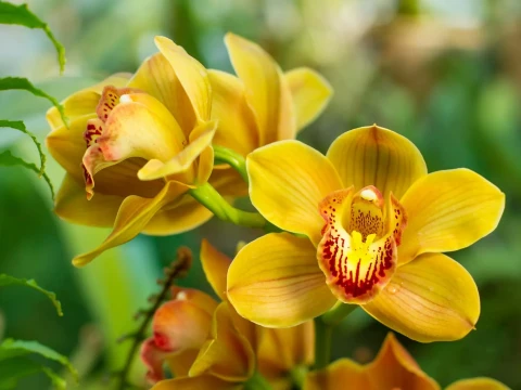 liliopsida