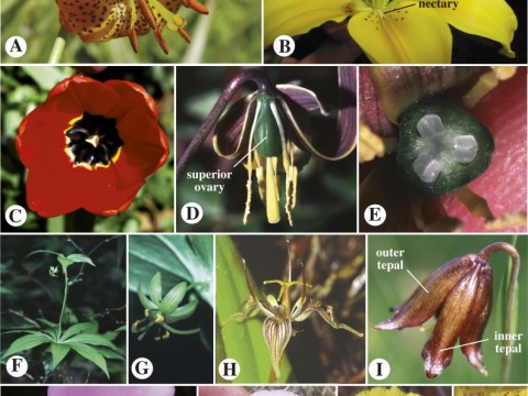 liliaceous