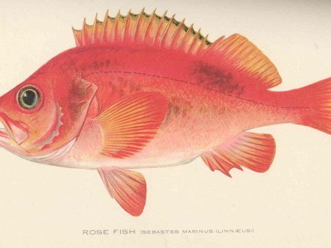 rosefish