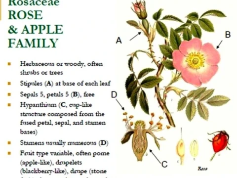 Rosaceae