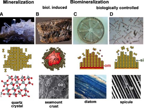 mineralized