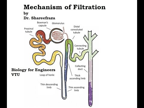 filtrate
