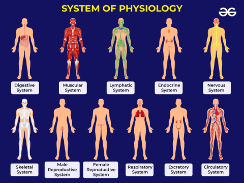 physiologically