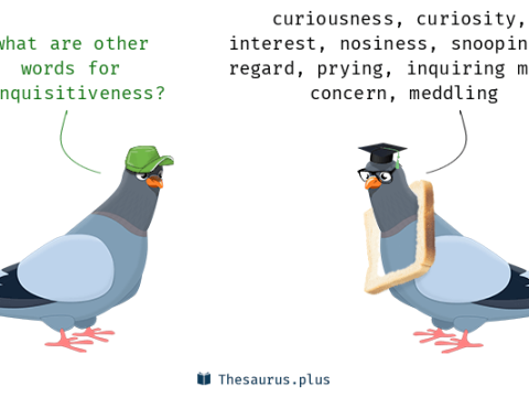 inquisitiveness
