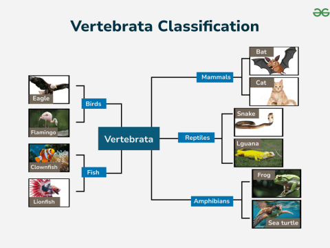 vertebrata