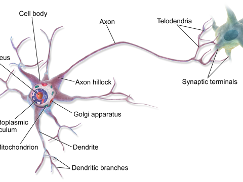 neuronal