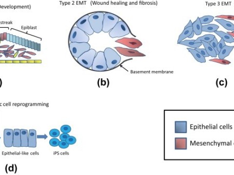 neuroepithelium
