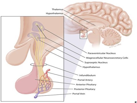 neurohypophysis