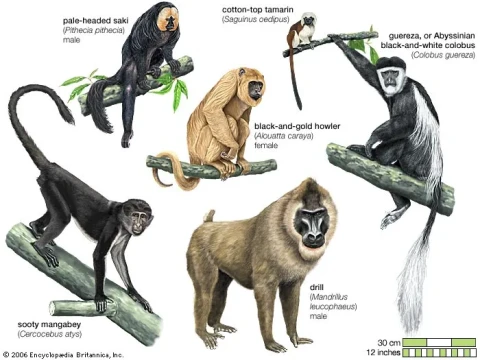 primates