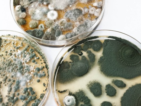 mold