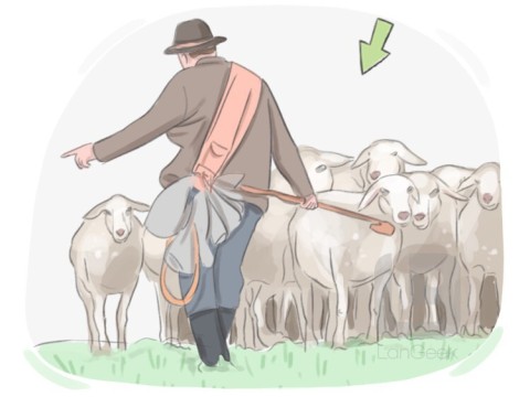 flock