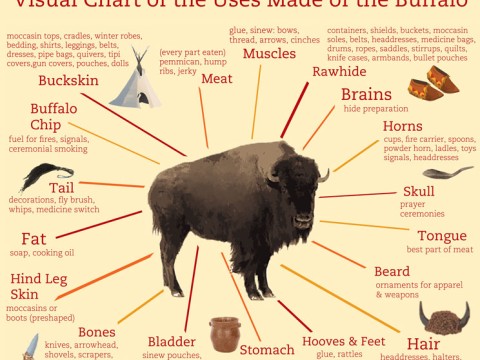 buffalo