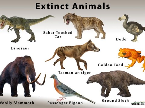 extinction