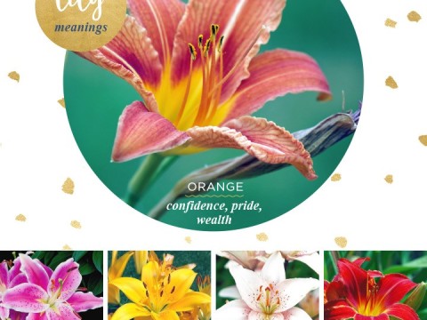 lily