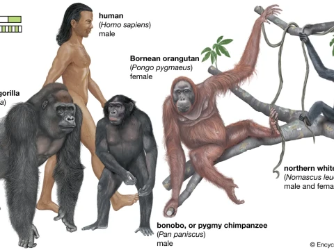 ape
