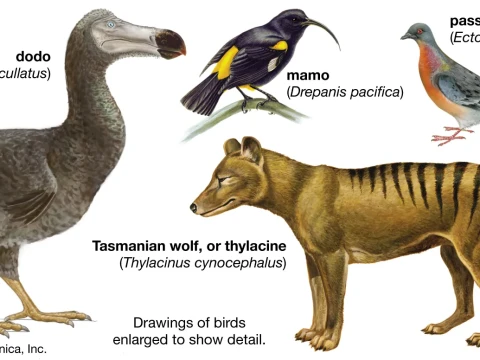 extinct