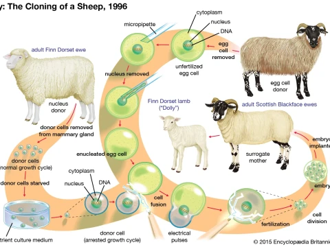 cloning