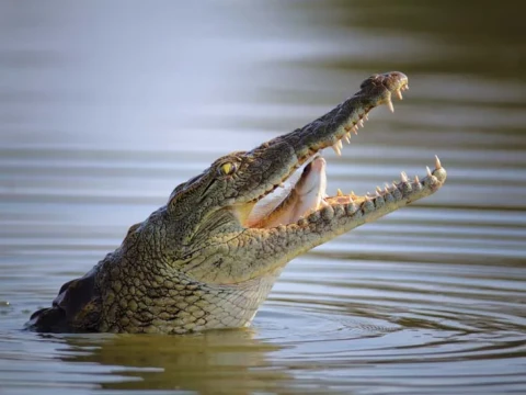 crocodile