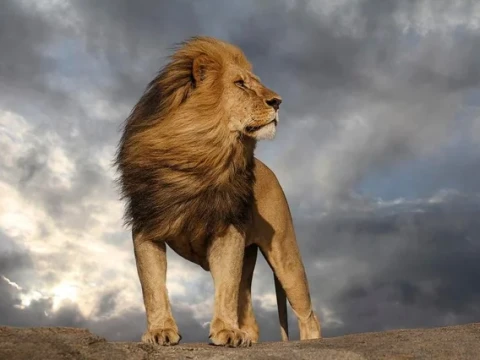 majestic